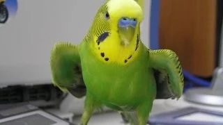 Funny parrot  / попугай отжигает