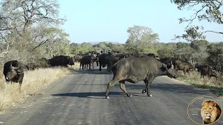 Largest Buffalo Road Block In Kruger National Park