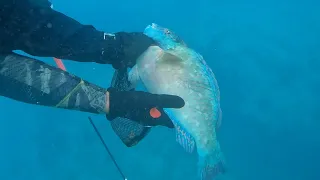 Three prong spearfishing ala moana