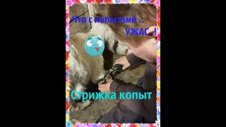 Стрижка копыт у козы .