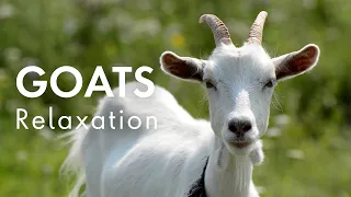 GOATS | Relaxing Ambient Sounds & Music for Stress Relief