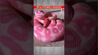 दुनिया⚠️के सबसे Beautiful Snakes😍/But Danger😱#shorts#youtubeshorts#viral#funny#animals#india#reels