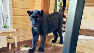 Luna the panther's reaction to a strange object😳(ENG SUB)