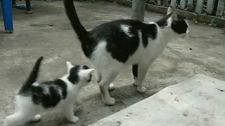 Мамы кошки разговаривают с котятами.
