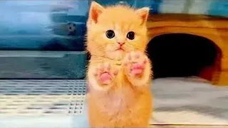 Funny cats cute and baby cats videos compilation #70