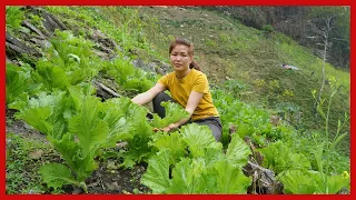 Lieu harvests vegetable in the garden and sells them to earn extra income. Building farm, Free Life