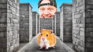 $100,000 Hamster Maze Race! Can They EXIT?