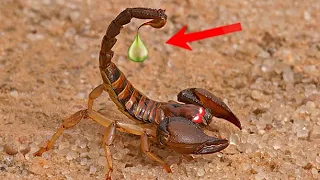 Are scorpions not dangerous? Amazing facts about scorpions