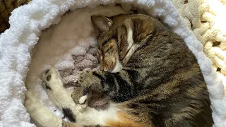 Pet bed with insert HOW TO