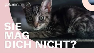 Deine Katze mag dich nicht? Das könnte der Grund sein!