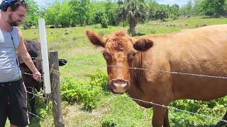 COWS - ROBBIE FEEDING APPLE SANDWICH TO BROWNIE PIE AND ANGEL FACE COWS - HOT FLORIDA LIFE