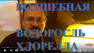 Волшебная Водоросль Хлорелла и Здоровье: На Хакатоне 2018 в Киеве