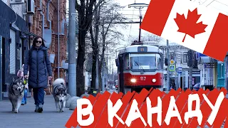 Переезд из России в Канаду с двумя огромными собаками | Требования, сложности и запреты