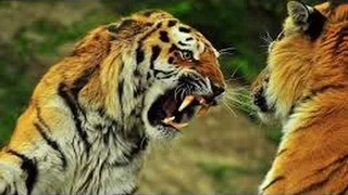 wild life animals hd   animal planet 2016   Nature documentary HD   Discovery channel documentaries