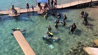 Dolphin Reef Eilat 11.11.2022