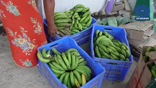 DDK Kut Hnathawktute Pual:-Sesawng leh Mualman khuaa Ripening Chamber hmanga Hort Dept Hmalakna