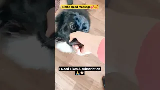 Simba Wants Head Massage 🐶🥰#shorts #viral #trending #short