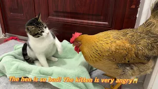 Hens are so bad!  The hen wants to sleep with the kitten.  Kitten is angry 💢Cute and interesting