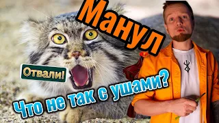 Манул - Ворчливый и Пушистый Кот #manul #pallasscat #manulfight