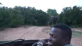 Huge Bull Elephant Mock Charge