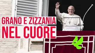 GRANO E ZIZZANIA NEI CUORI DA CURARE. PAPA FRANCESCO, ANGELUS 23 LUGLIO 2023