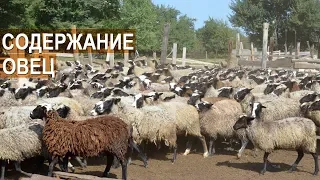 Разведение и содержание овец в КФХ Енина. Республика Адыгея