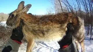 Small Game Hunting #21: 1 Cottontail Rabbit by .410 Shotgun