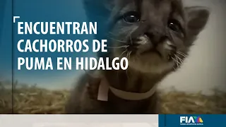 El puma hace de Hidalgo su nueva casa; captan ejemplares adultos y encuentran varios cachorros