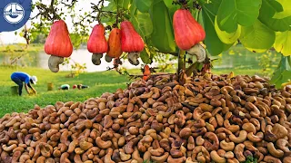 Harvesting MILLIONS of Cashew Nuts For Processing | Mega Food Factory