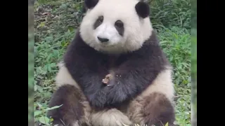 Exploring the Cute World of Giant Pandas