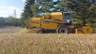 Harvesting barley. Ohran puintia.