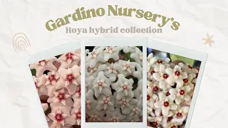 Gardino Nursery's - Exclusive Hoya Hybrid Collection