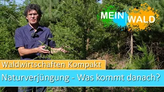 Naturverjüngung - Was kommt danach? Wir zeigen es euch