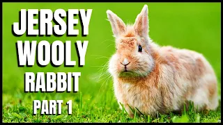 Jersey Wooly Rabbit 101:  All You Need To Know (Part 1)