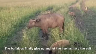 Hyenas attack newborn calves