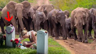 Слоны прошли 12 километров, чтобы попрощаться со своим спасителем. Поразительная история!