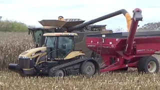 Harvesting Corn Before the Rain | Corn Harvest 2021 #5