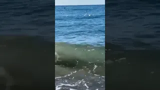 Чайки на волнах 🌊🌊🌊.      #shortsvideo #tiktok #всем_добра #волны #море #чайки