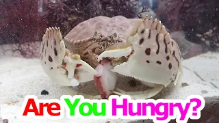 The cute crab (shame-faced crab) eats octopus!