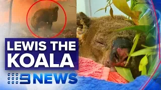 Woman reunited with brave koala she rescued from fire | Nine News Australia