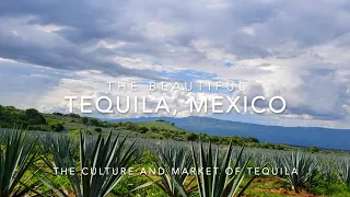 TEQUILA, JALISCO | Tequila Guide  |  Trip Guide | Mexican Culture #mexico #tequila #vlog #travel