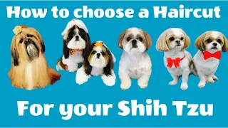 Shih Tzu haircuts. Puppy cuts, Teddy Bear Trims, Freestyle Fusion, whatever you call it, it's here.