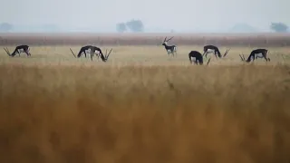 Wild, Wild West: Little Rann of Kutch and Velavadar