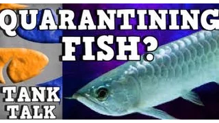 Quarantining New Fish, Should you? Tank Talk Presented by KGTropicals!!