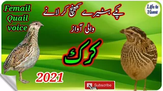 Maadi Batair New Awaz ( Female quail sound) مادی کی آواز
