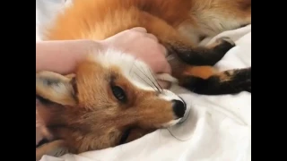 Domestic fox purring