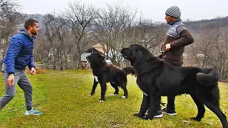 GREUCEANU, CEL MAI MARE CIOBANESC CORB NE IMPRESIONEAZA DIN NOU! LA CATALIN DUMITRESCU.