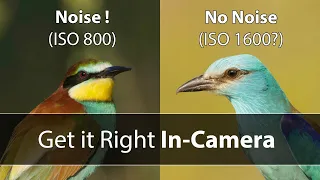 How to REDUCE NOISE in your Wildlife Photos - WITHOUT Post-Processing OR Noise Reduction Software!