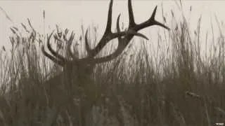 Hunting Elk in Saskatchewan