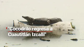 Reapareció el cocodrilo de Cuautitlán Izcalli; el reptil ha dado vida a la economía del lugar